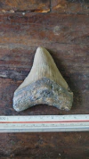 Megalodon - comprar online