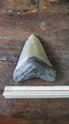 Megalodon - comprar online