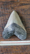 Megalodon - comprar online