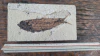 Diplomystus dentatus - comprar online