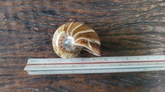 Nautilus na internet