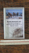 Mammuthus primigenius - comprar online