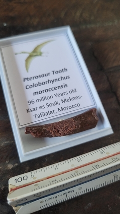 Pterosauro - comprar online