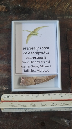 Pterosauro na internet