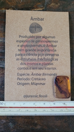 Âmbar birmanês com insetos - comprar online