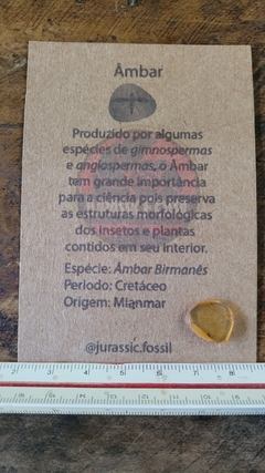 Âmbar birmanês com insetos na internet