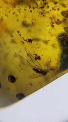 Âmbar birmanês com mosquito - comprar online