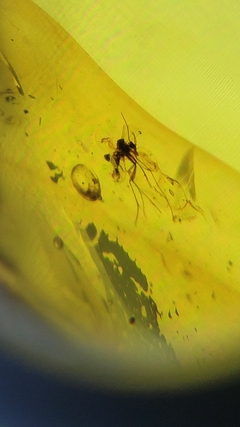 Âmbar birmanês com mosquito - Jurassic Fossil