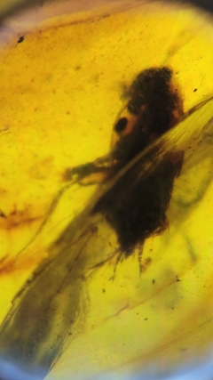 Âmbar birmanês com insetos - Jurassic Fossil