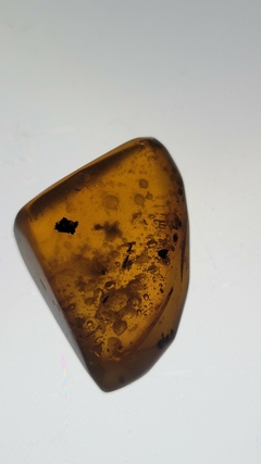 Âmbar birmanês com insetos - Jurassic Fossil