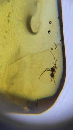 Âmbar birmanês com aranha - Jurassic Fossil