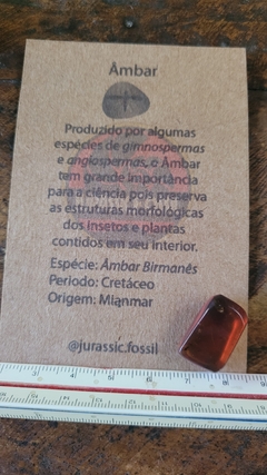 Âmbar birmanês com insetos na internet