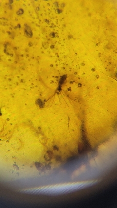 Âmbar birmanês com insetos - Jurassic Fossil