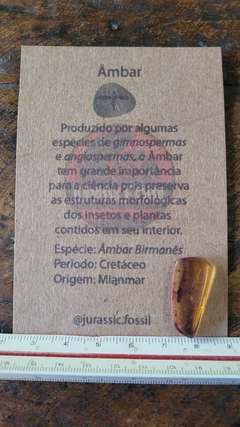 Âmbar birmanês com insetos na internet