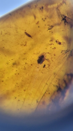 Âmbar birmanês com insetos - Jurassic Fossil