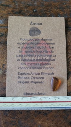 Âmbar birmanês com insetos na internet