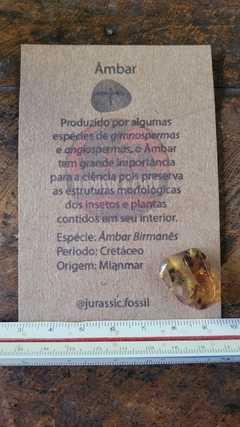 Âmbar birmanês com insetos na internet