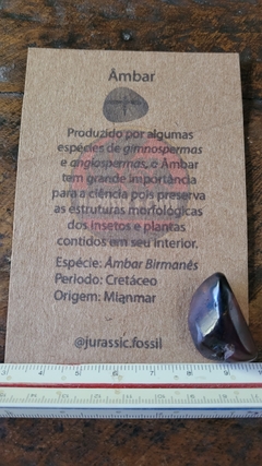 Âmbar birmanês com insetos na internet