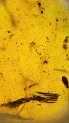 Âmbar birmanês com insetos - Jurassic Fossil