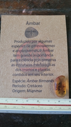 Âmbar birmanês com insetos na internet