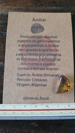 Âmbar birmanês com insetos na internet