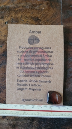 Âmbar birmanês com insetos na internet