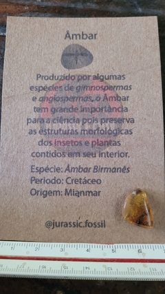 Âmbar birmanês com mosquito e insetos na internet