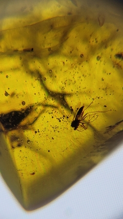 Âmbar birmanês com mosquito e insetos - comprar online