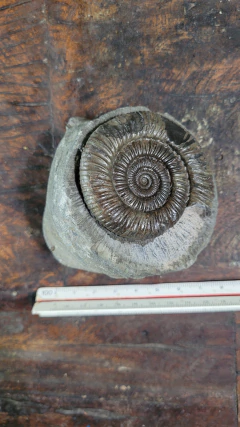 Dactylioceras commune - comprar online
