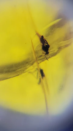 Âmbar birmanês com mosquito na internet