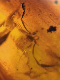 Âmbar birmanês com pseudoescorpião