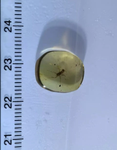 Âmbar birmanês com larva de Louva Deus na internet