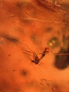 Âmbar birmanês com mosquito
