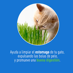 Catgrass de Trigo Un Dos Tres en internet