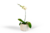 MACETA QUEEN | Con orquídea - HAY STOCK - comprar online
