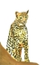 Cheeta en internet