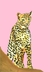 Cheeta - comprar online