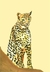 Cheeta