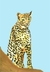 Cheeta - tienda online
