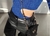 Pantalon Kendall en internet