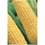 Sementes Milho Doce Azteca (Amarelo) topseed
