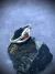 Anillo Charybdis en internet