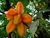 Muda de carambola doce
