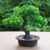 Árbol Bonsai Artificial De Pino Zen Spirit Decoración Casa - buy online