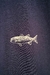 camiseta marinho peixe - comprar online