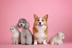 Banner da categoria Pets