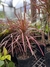Dracena Colorama en internet