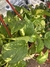 Pothus en internet