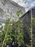 Clematis/Clematide - tienda online