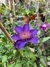 Imagen de Clematis/Clematide